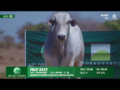 Lote 53   FBLP 2437