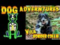 Dog Adventures - Vila,  2yr old Border Collie