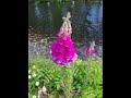 Caledonian Canal June 2023