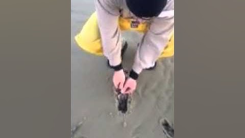 Digging Clams, Dennis, MA