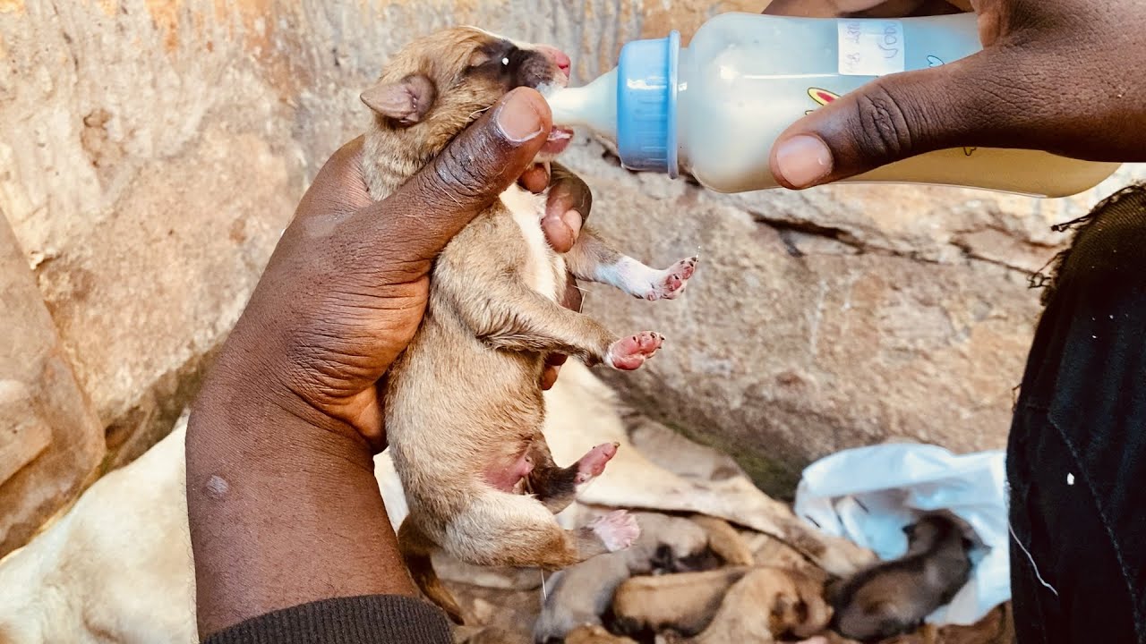Feeding Abandoned Puppy With Milk