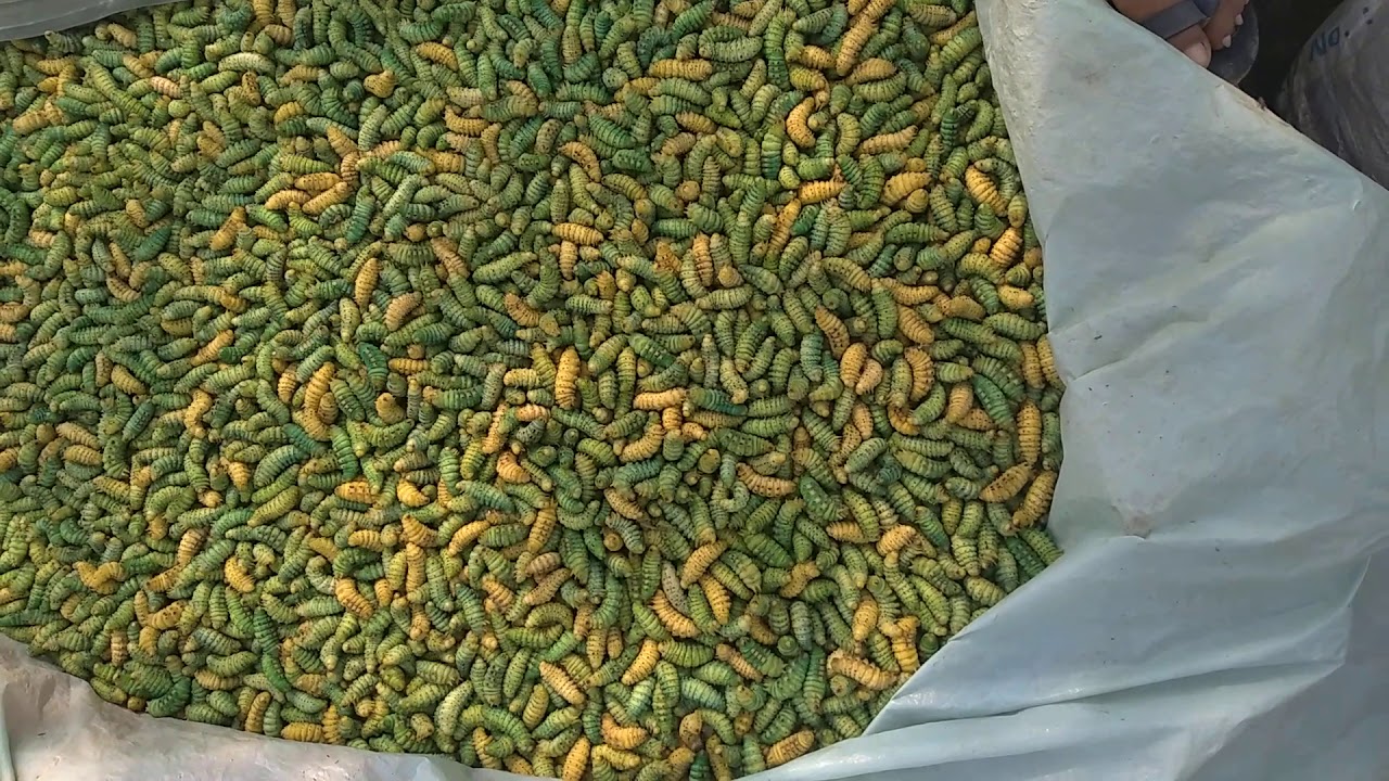 Corona Insects - YouTube
