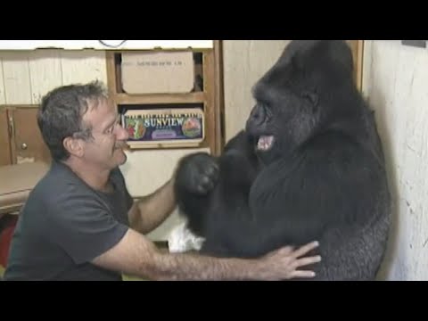 Koko the Gorilla&rsquo;s Best Moments: From Sign Language to Meeting Mister Rogers