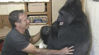 Koko the Gorilla's Best Moments: From Sign Language to Meeting Mister Rogers