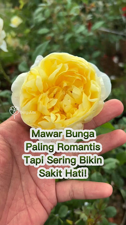 The Most Romantic Flowers But They Can Hurt Your Heart?! 🌹💔