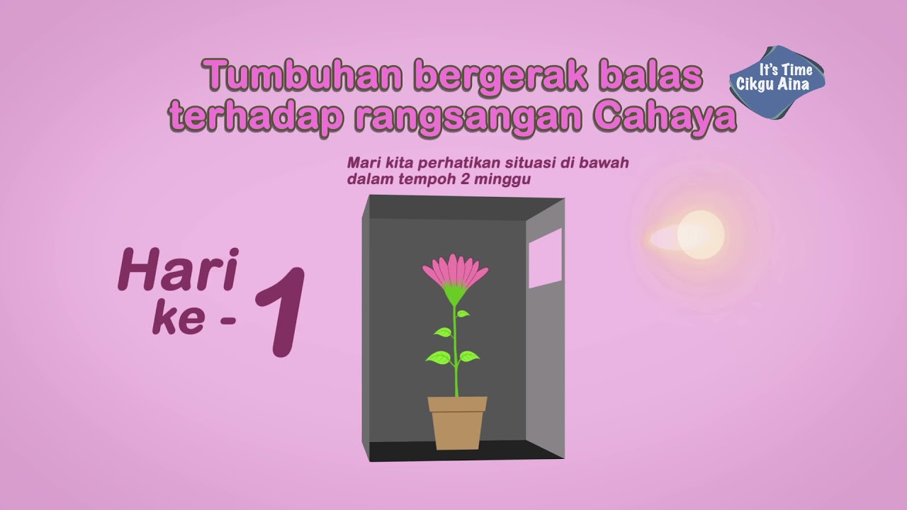 Gerak Balas Tumbuhan Terhadap Rangsangan | Tumbuh-Tumbuhan | Sains Tahun 4|KSSR SAINS SEKOLAH RENDAH