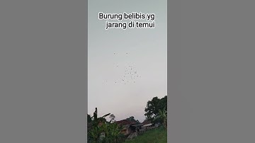 burung belibis viral#reaction #videoshort #fyp#like #comment #fypシ゚viral #remix #dj