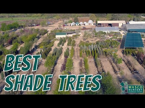 ვიდეო: ჩრდილოეთ ჩრდილის ხეების ჯიშები: ჩრდილის ხეები ჩრდილოეთ ცენტრალური ბაღებისთვის