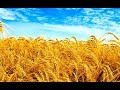 Роди Боже жито 🌿