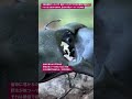 【昆虫衝撃アーカイブ】激突！ヒラタクワガタの意地。甲羅がぶつかり合う音まで鮮明な、至高の決闘アーカイブを体験 #ヒラタクワガタ #ASMR #昆虫図鑑 #昆虫観察 #insects #undaze