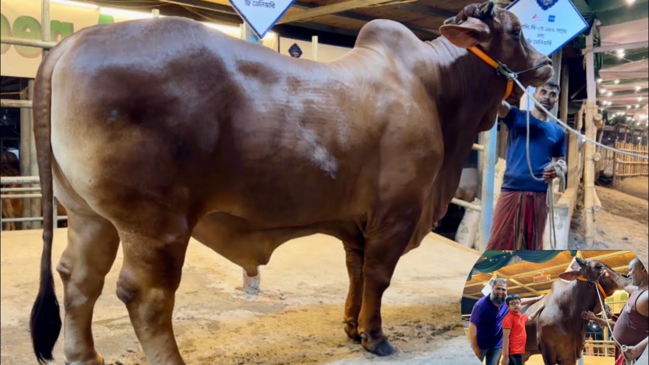 Biggest Deshal Cow Live Sold Sadeeq Agro 2023 Getting Ready For Qurbani 2024 Huge Bull of