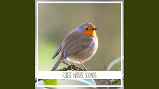 Sonidos de la naturaleza del bosque