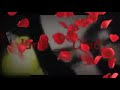 اغاني كردي حسينه كولا م ـــ ن جانا م ـــ ن اغاني كردي حسينه كولا م ـــ ن جانا م ـــ ن
