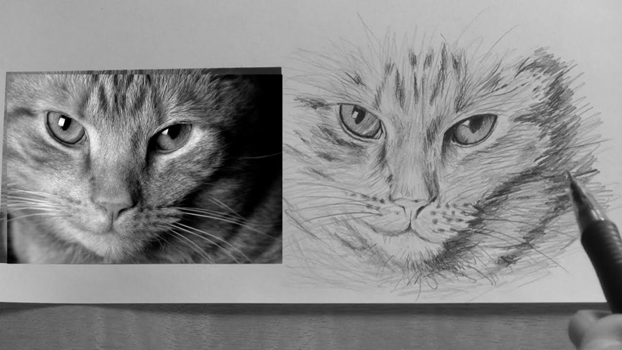  How to draw  a Cat  lesson 5 in realism drawing  tips 