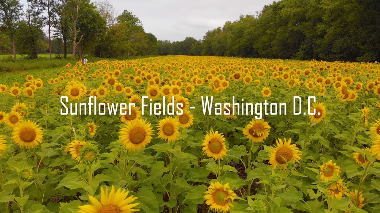 Sunflower Fields Washington D.C. 4K YouTube