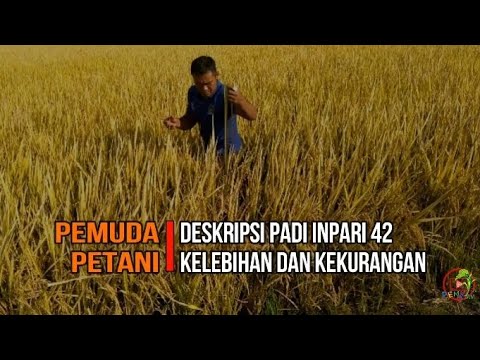 Video: Pear Lada: Deskripsi Dan Karakteristik Varietas, Kelebihan Dan Kekurangan, Fitur Penanaman Dan Perawatan + Foto Dan Ulasan