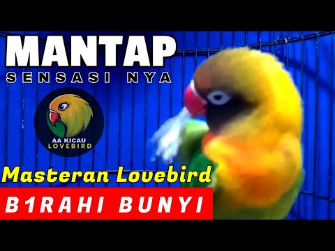 Menaikan Birahi Emosi Lovebird Yang Loyo Dengan Pancingan Lovebird Birahi Ini Biar Ngekek