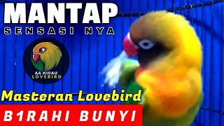 Masteran Lovebird Birahi Bunyi AMPUH Bikin Lb Jantan Birahi Bunyi & Lb Betina Birahi Bunyi