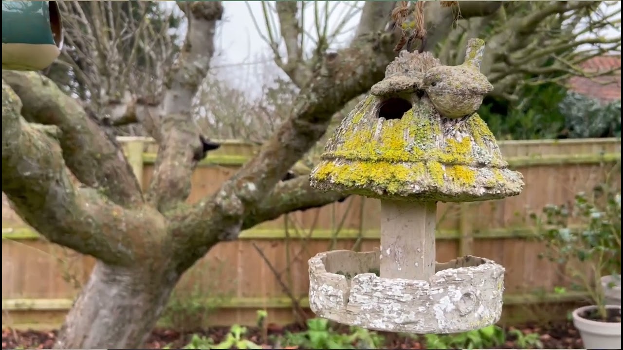 Ben, from Ben Dawson Gardens, gives his top tips to attract birds to your garden