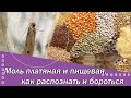 Моль платяная и кладовая, как распознать и бороться