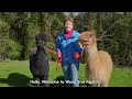 Wood end alpacas  introductory lancashire alpaca experience