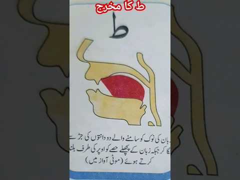 Tau ط Ka Makhraj Asan Tajweed The Best Way To Learn Qur An Tajweed Makhraj Viral Ytshorts 