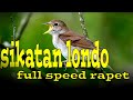 Suara Sikatan Londo Gacor Full Tembakan Jos Buat Masteran Murai Batu Cucak Ijo Mp3 - Mp4 Download