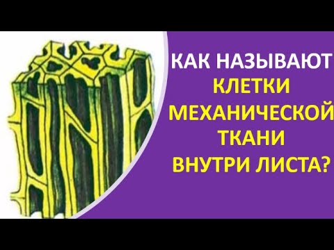 5. Как называют