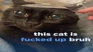 shitpost, dank memes, webm, reddit shit and other memes 41
