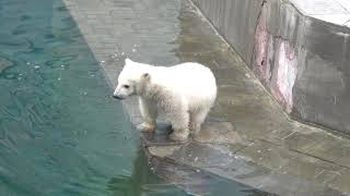 Медвежата впервые увидели бассейн. 03.05.2023