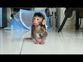 Newborn Baby Monkey Chika learns to walk (CHIRO #145)