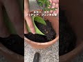 お庭を蝶々ガーデンにするために山椒の木を買いました
