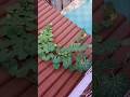 🌱Kaddu ke plant me hand pollination kaise karen | Gardening tips #ytshorts #garden #pumpkin #shorts