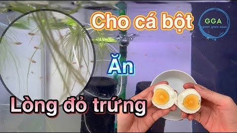 Cách nuôi cá con mới nở bằng lòng đỏ trứng - Hiệu quả mà lại kinh tế