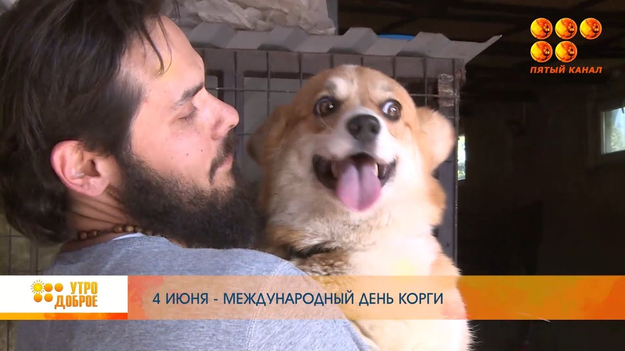 День Корги - YouTube
