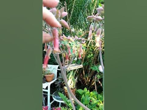 Donkey Ear succulent