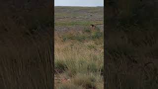 Marmot in pakistan | Marmot in Deosai | Golden Marmot in Deosai National Park deosainationalpark