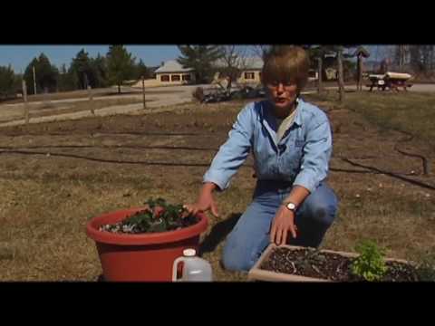 Gardening in Limited Space Using Container Gardens, Part 2