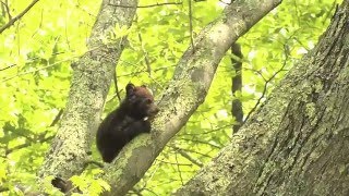 Orphaned Bear Cubs Set Off with Their New Families