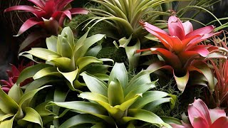 Allahabadi Ullu Is Live