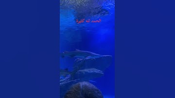 تلاوة مباركة بصوت قوي #اكسبلور #المصحف #راحة_نفسية #القرآن_الكريم #الرحمن