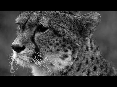 Video: Berapa lama cheetah hidup?