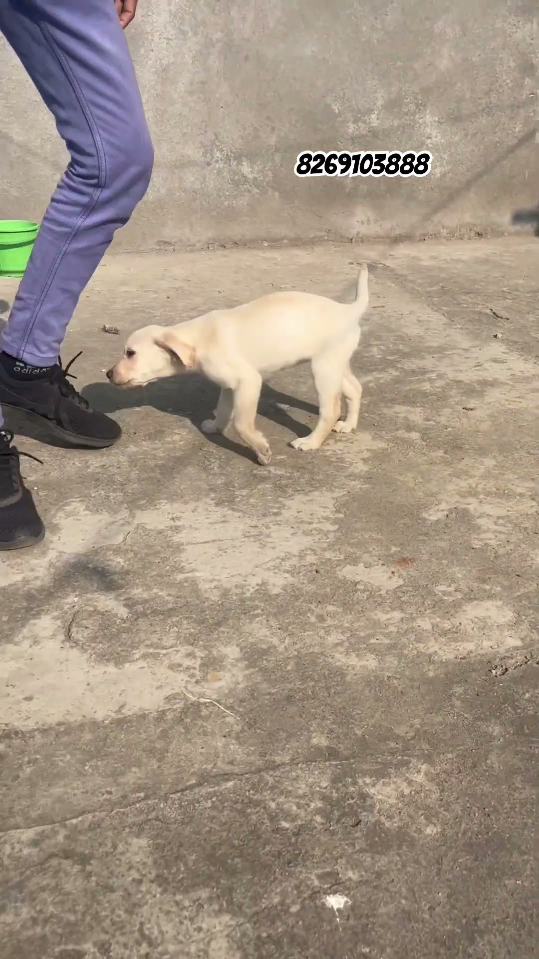 BHOPAL PETS HUB BHOPAL DOGS SHOP dog puppies YouTube