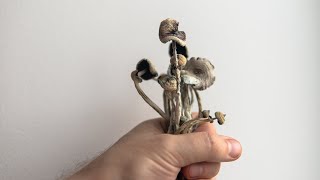7 life lessons from mushrooms