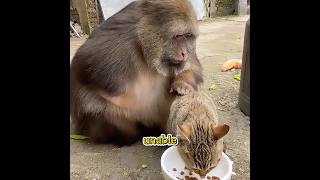 Did you ever come across such a touching story?#pet #funny #shuorts