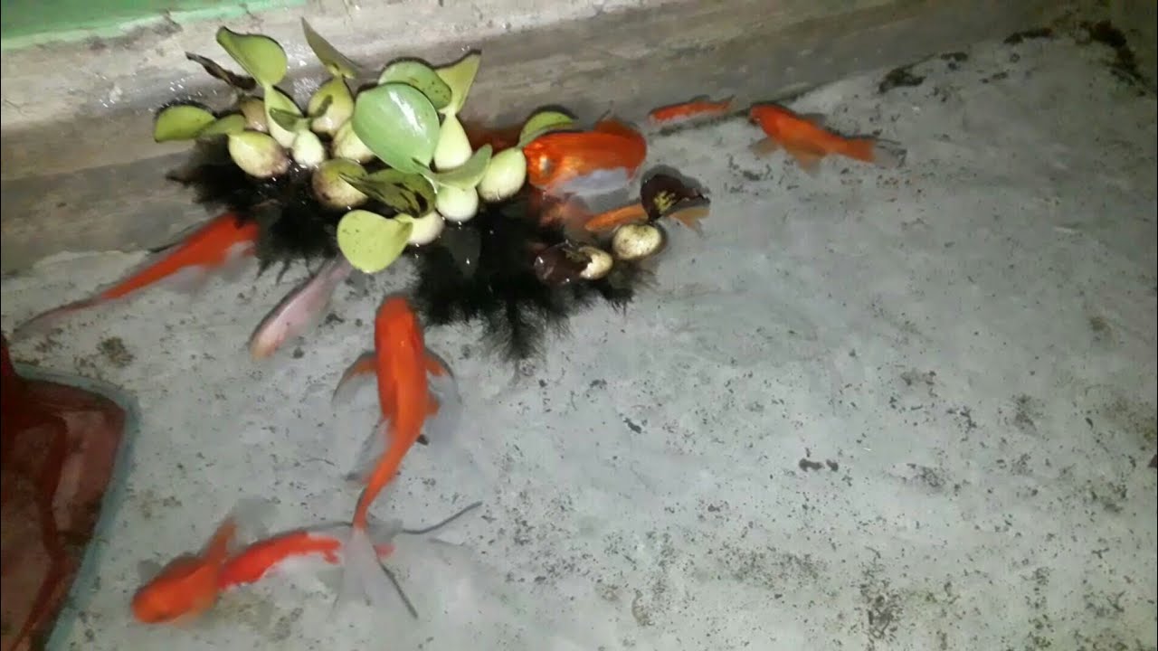 Proses ikan Mas Koki dan ikan Komet kawin/bertelur - YouTube