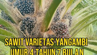 Download Lagu PANEN SAWIT VARIETAS YANGAMBI UMUR 4 TAHUN 7 BULAN, PPKS PARINDU KALBAR. @petanipemulatemah MP3 Download Lagu PANEN SAWIT VARIETAS YANGAMBI UMUR 4 TAHUN 7 BULAN, PPKS PARINDU KALBAR. @petanipemulatemah MP3