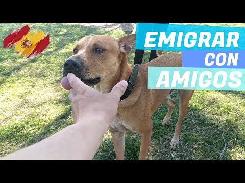 Vídeo: Encuesta A Dueños De Mascotas Españoles Sobre El Riesgo De Infección Por Endoparásitos Y Las Frecuencias De Desparasitación