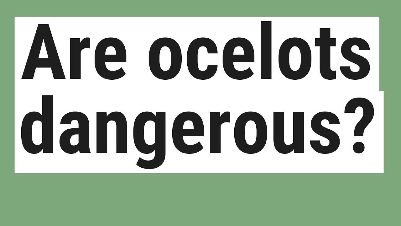 Are ocelots dangerous? - YouTube