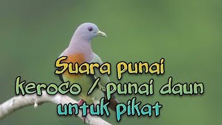 Download Lagu Suara punai jernih cocok untuk pikat MP3 Download Lagu Suara punai jernih cocok untuk pikat MP3